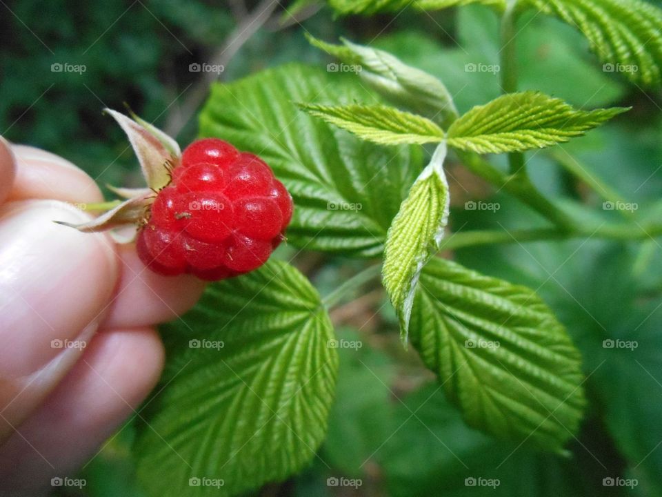 raspberry summer