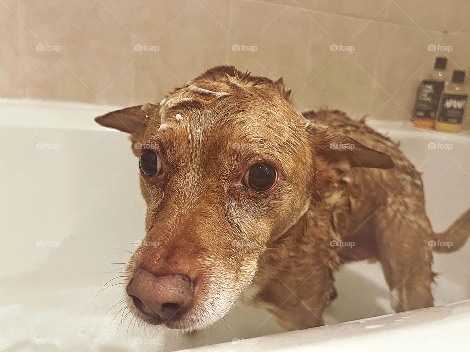 Dog having a bath.. 