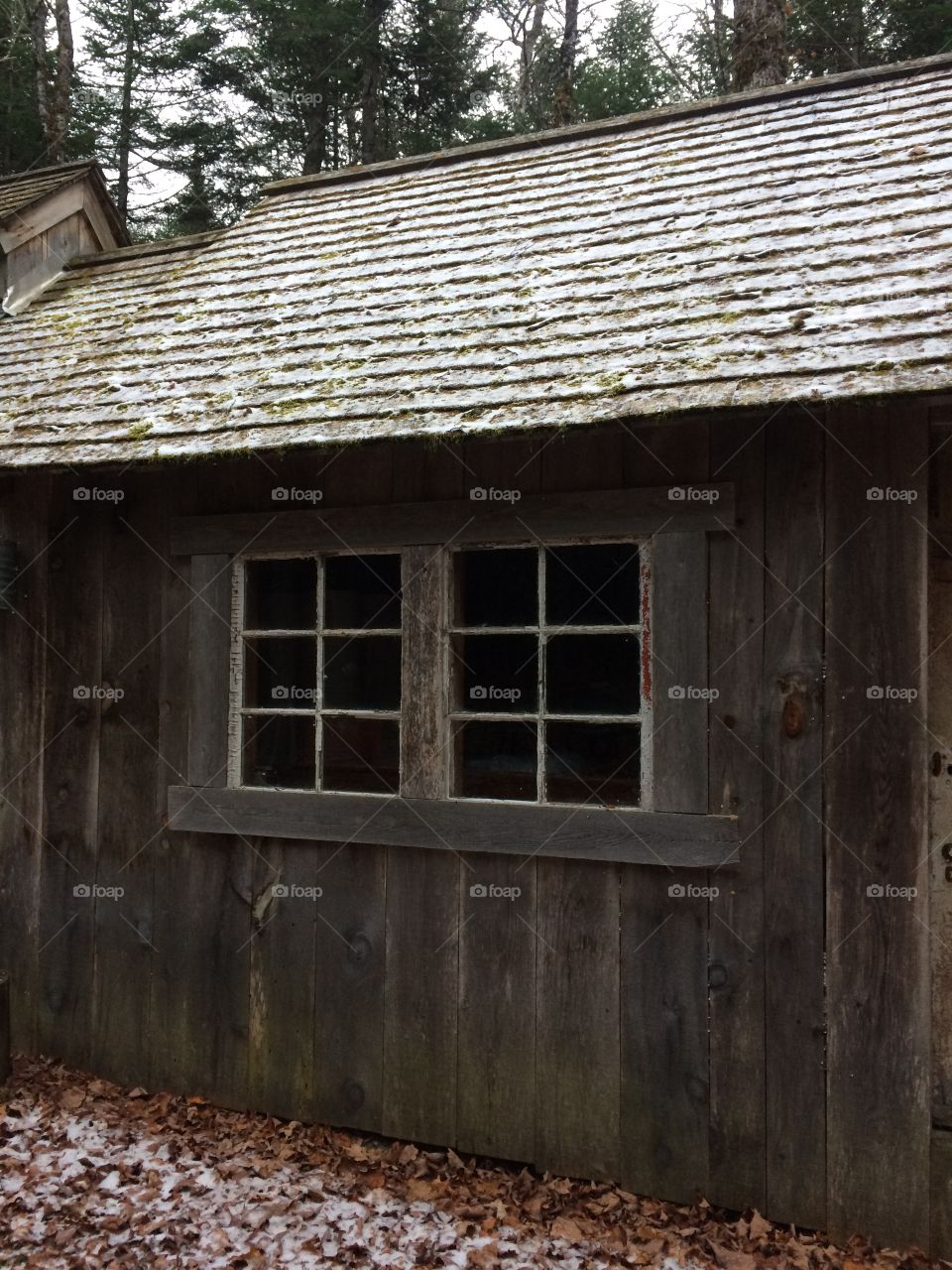 Maple sugar shack in the woods