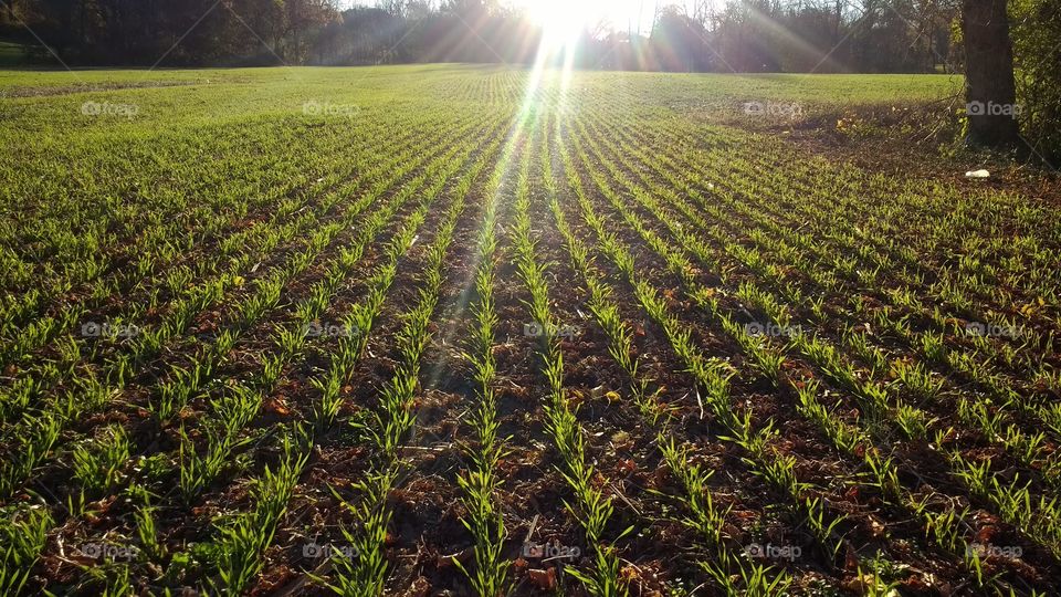 setting sun over crops planted in a row