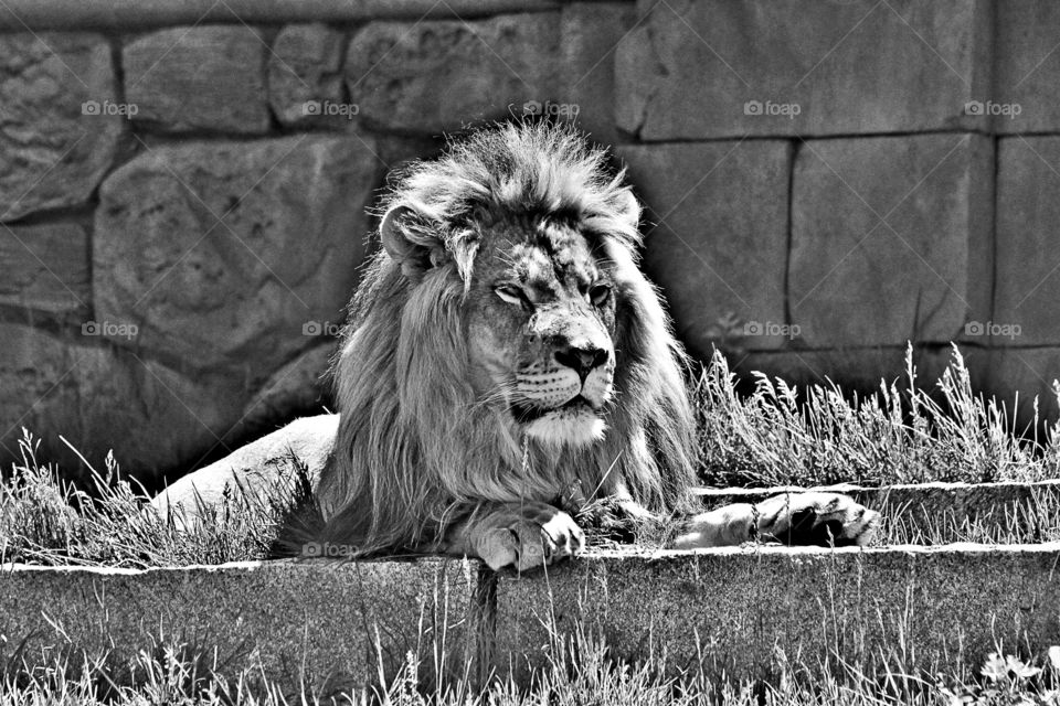 King of the Jungle 