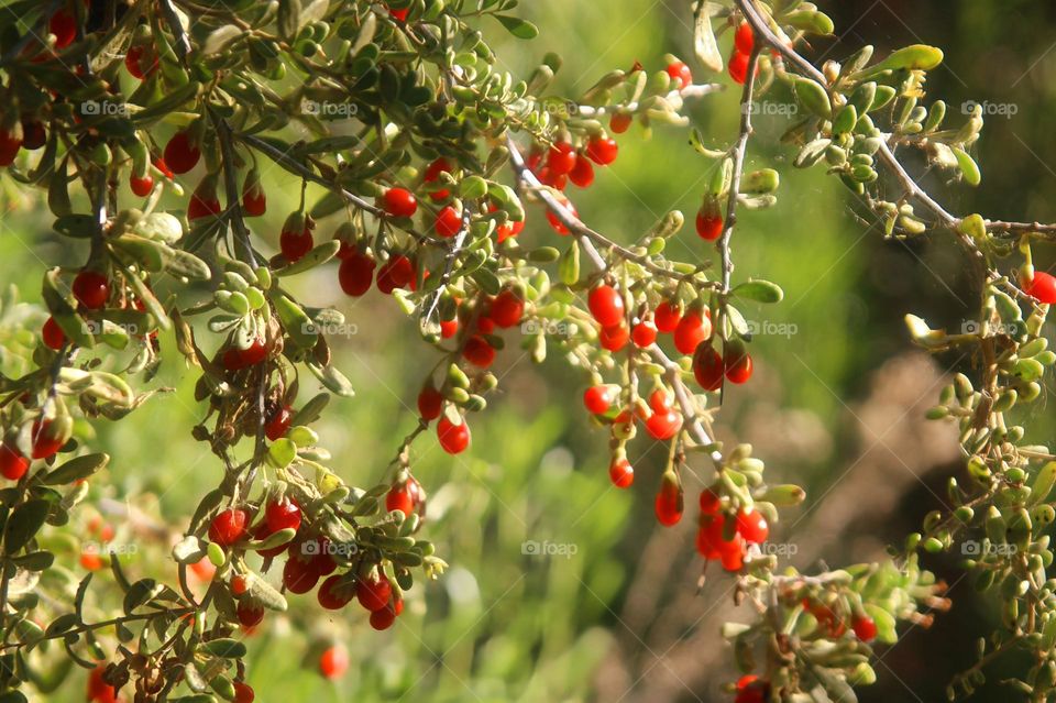 Wolfberries on a Desert Shrub