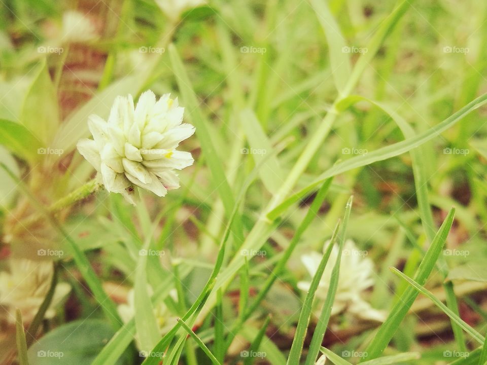 grass flower