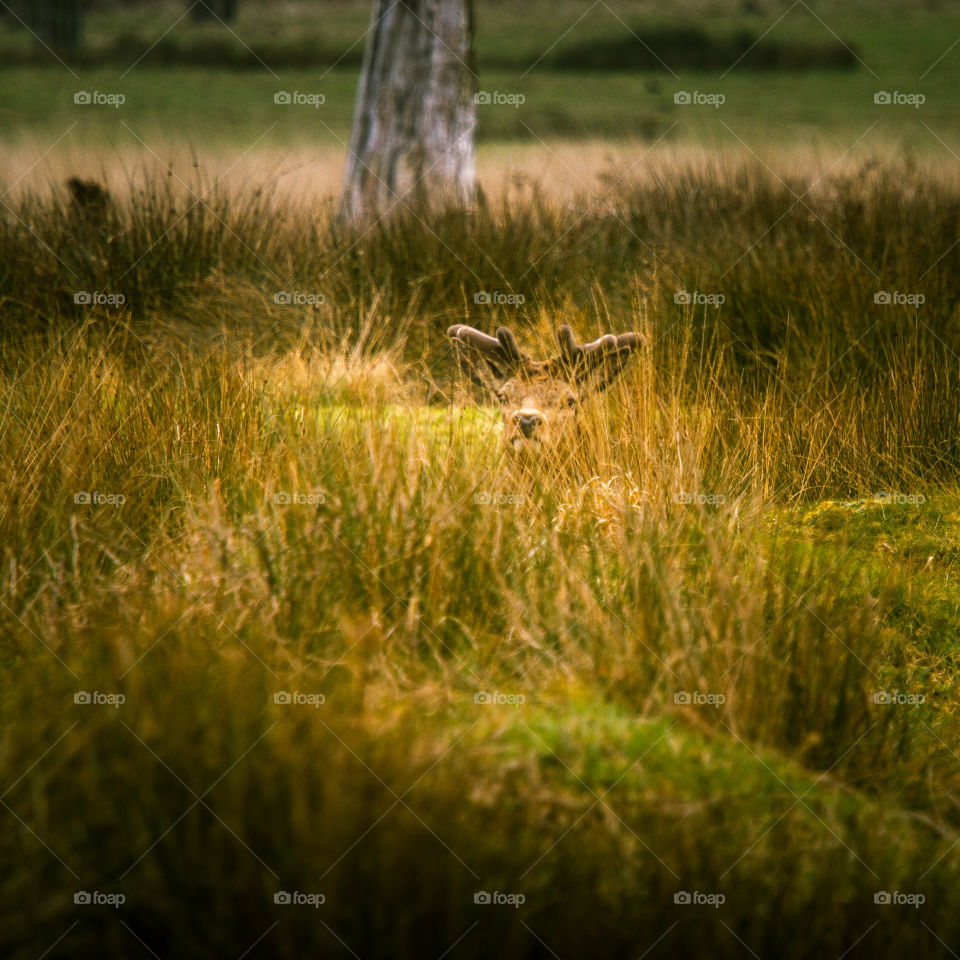 Grass, Wildlife, Animal, Outdoors, Mammal