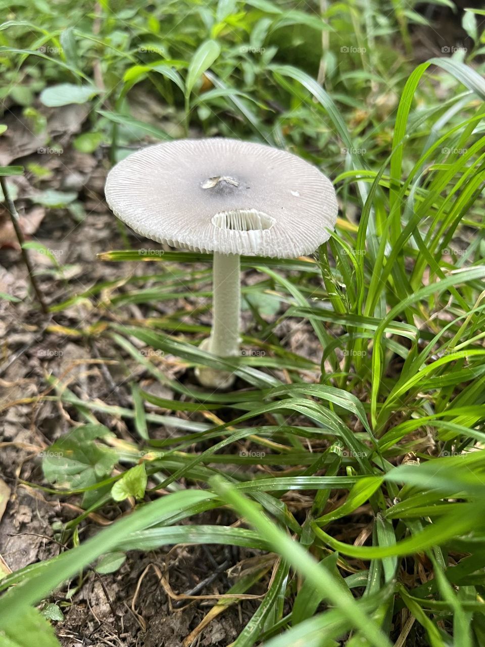 Mushroom