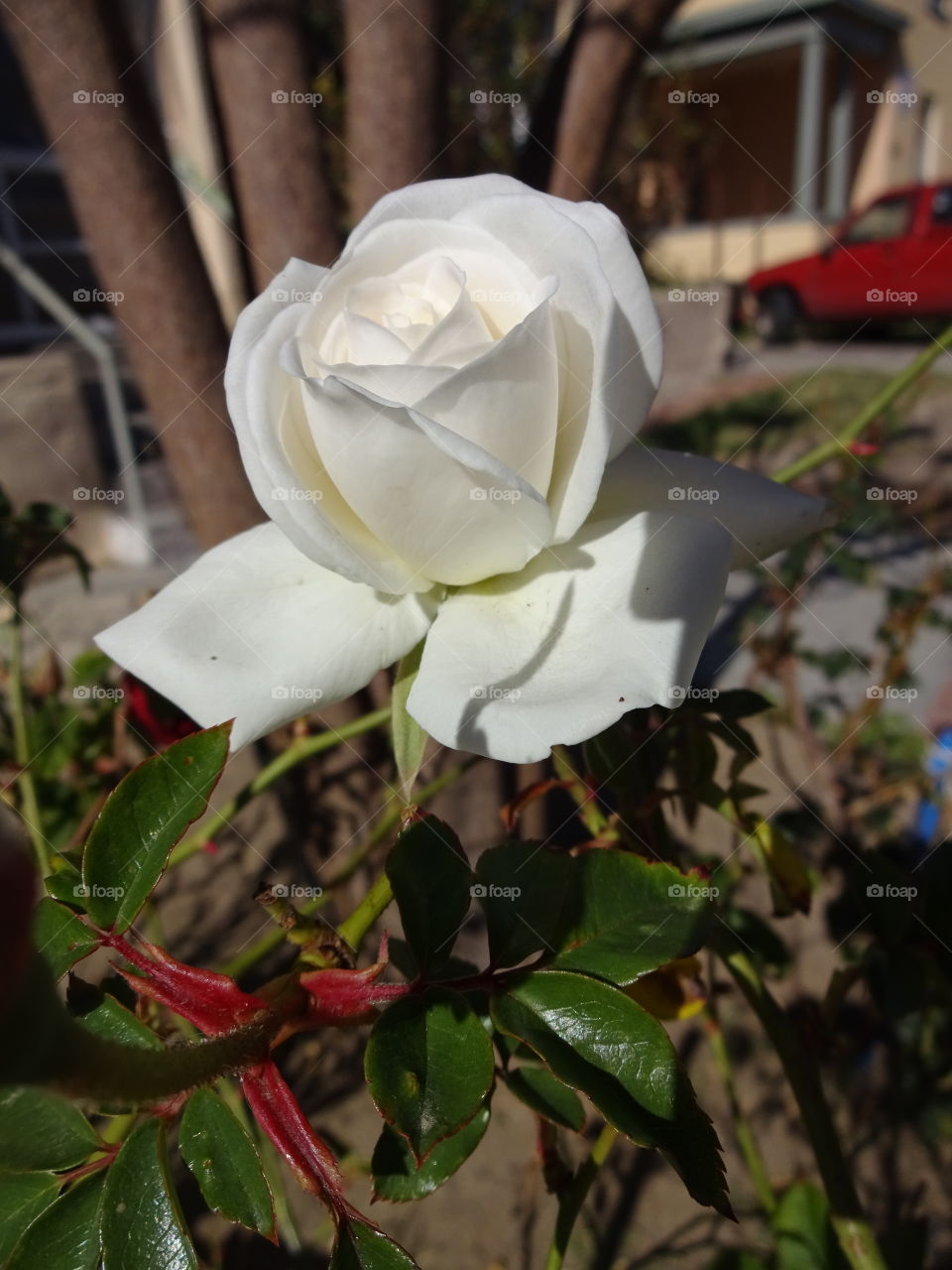 white rose