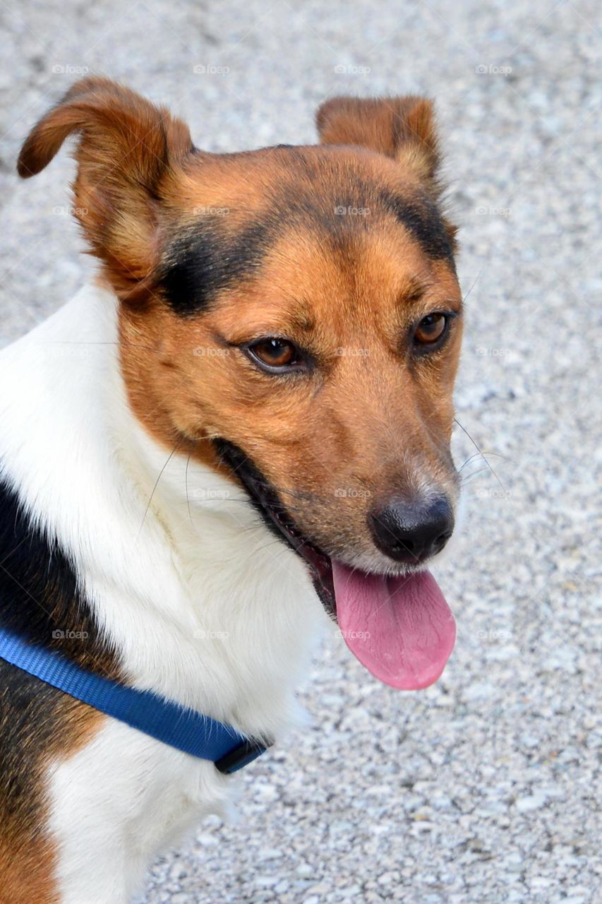 portrait of a smiling dog