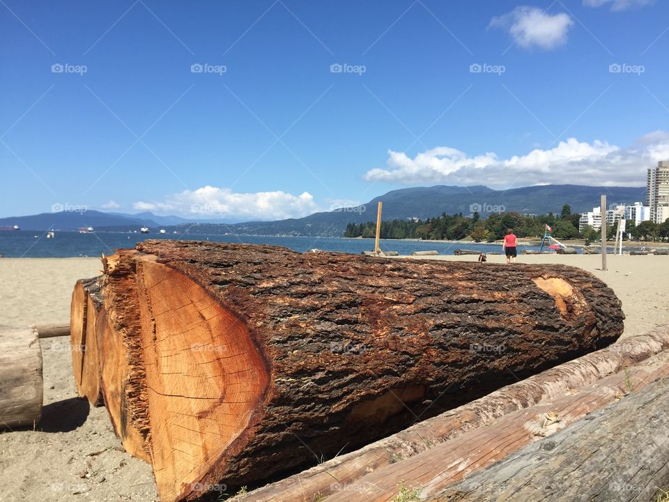 Log on the beach 