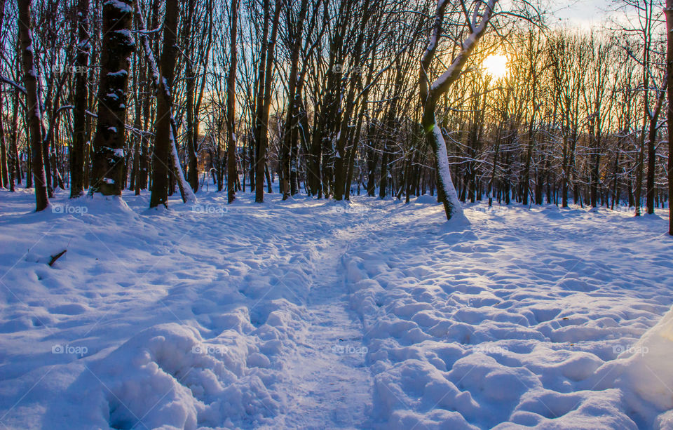 winter landscape