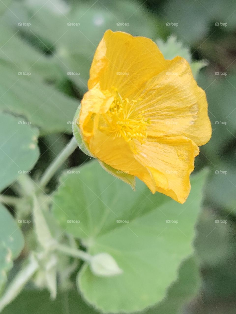 yellow flower seasonal fresh shurb small size looks very beautiful generally found everywhere