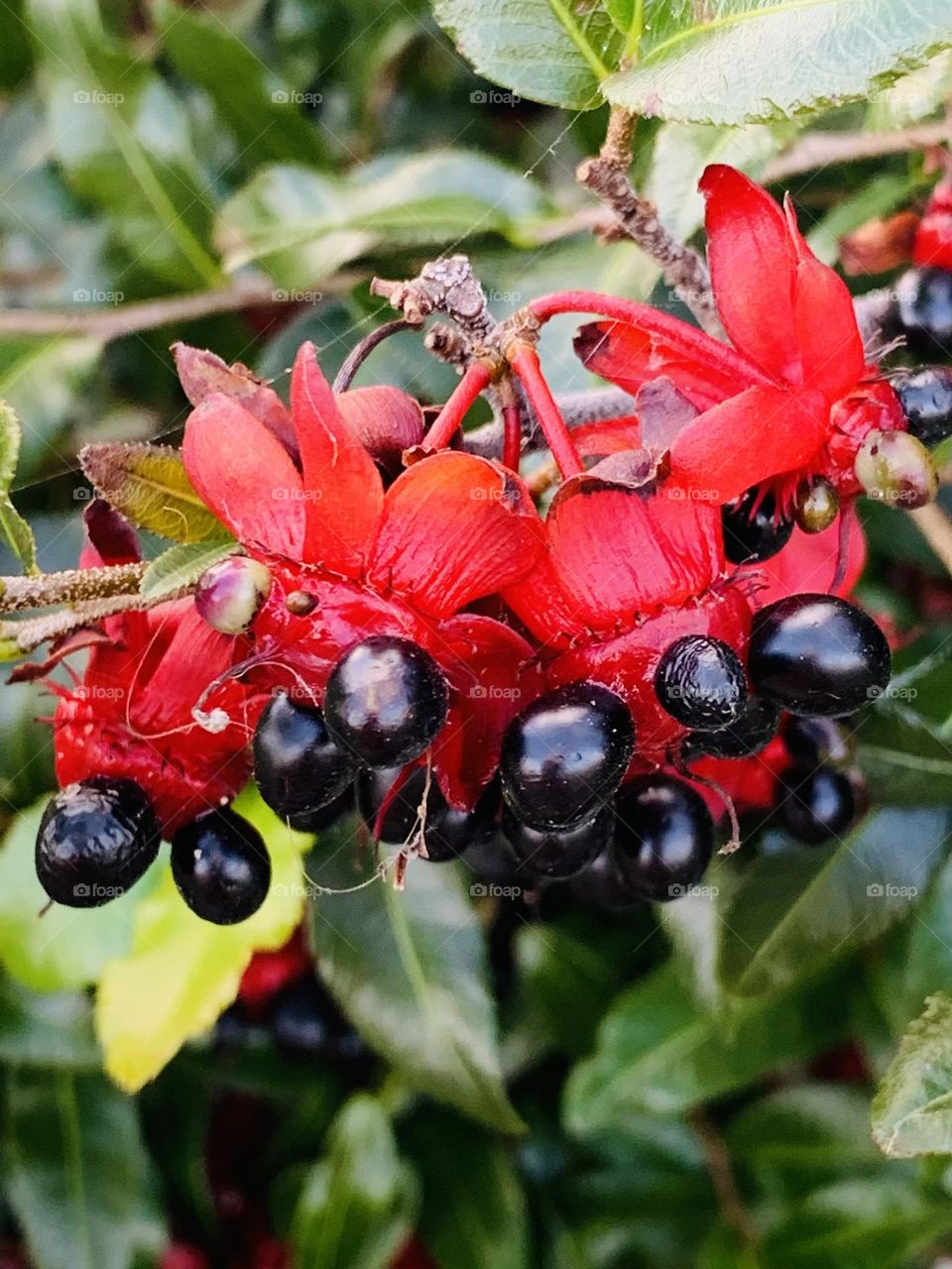 “A flower cannot bloom without sunshine, and a human cannot live without love.”~S.Gibson 