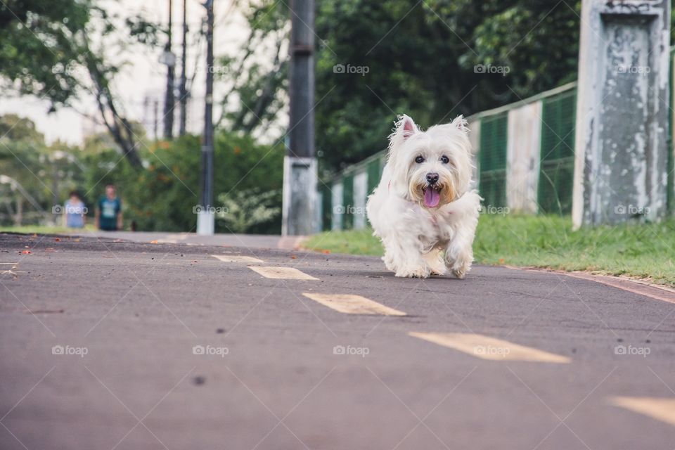West Terrier 