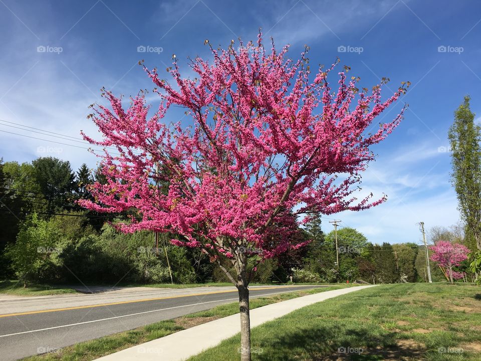 Pink Redbud in Connecticut