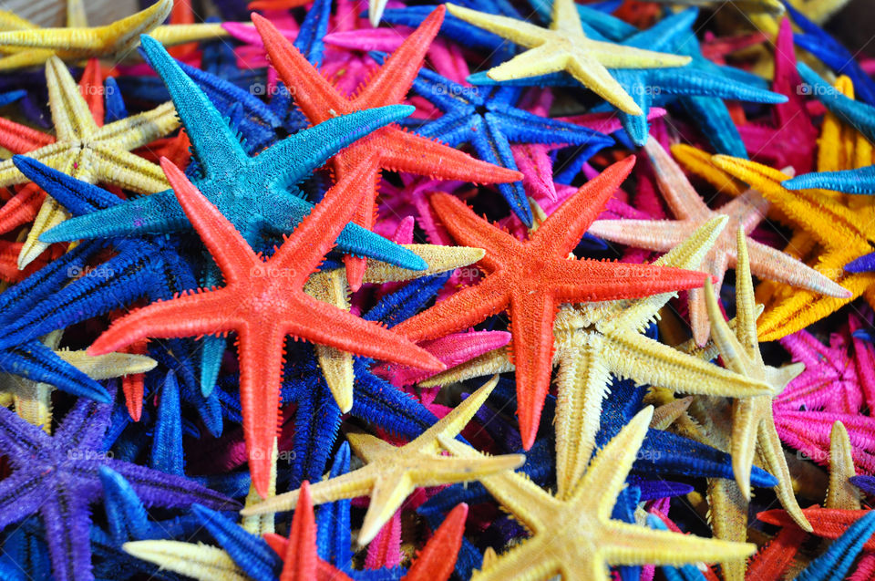 Colorful collection of starfish. 