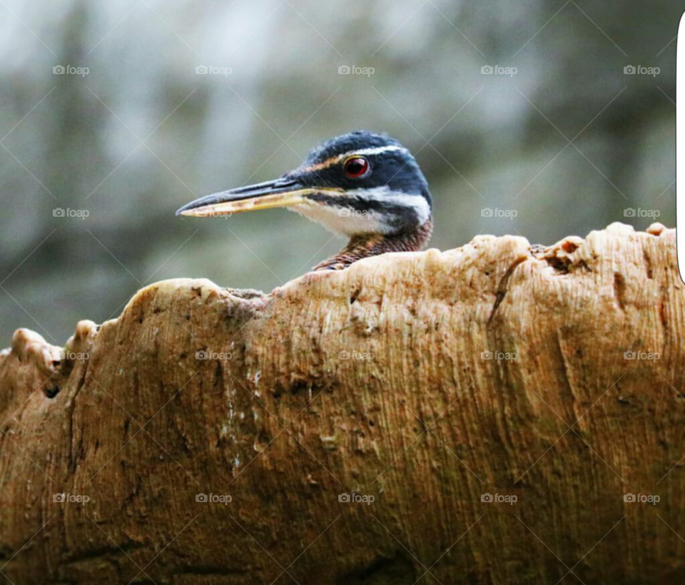 Bird Peaking out from its Home