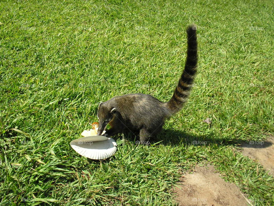 Un coatí comiendo/A coati eating