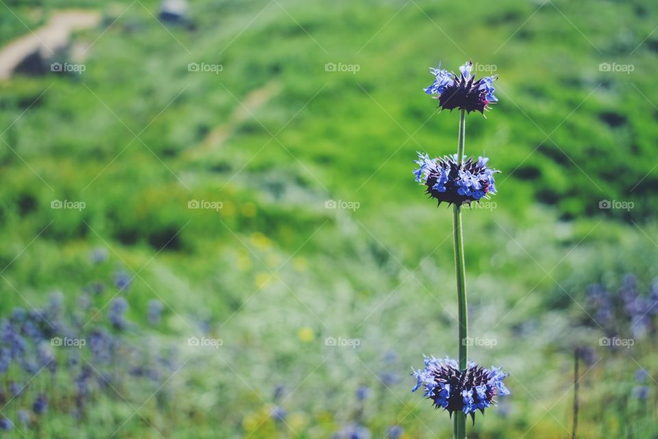 Blue Flower 