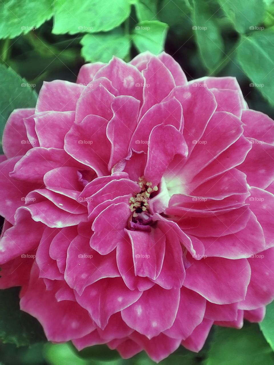 Macro photo of a flower growing in the garden