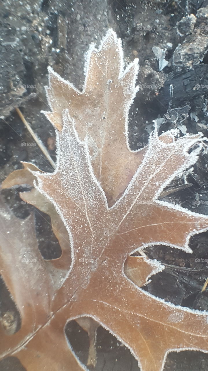 frost outlined leaf
