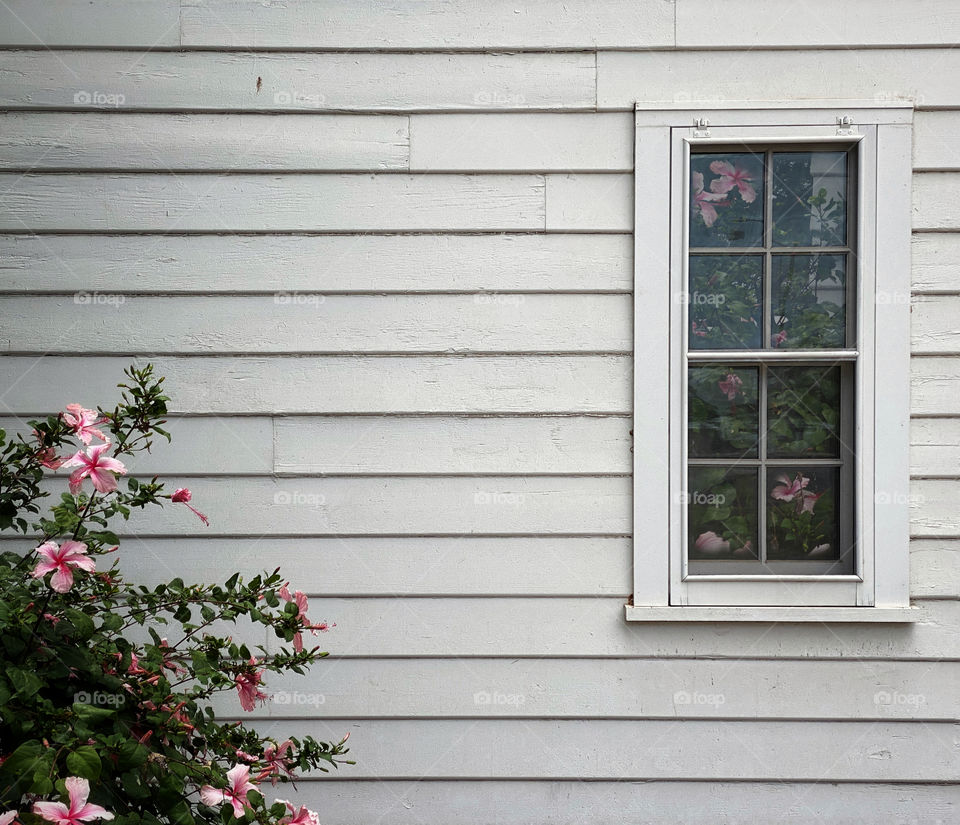Pink hibiscus flowering bush in front of wood clapboard house siding and reflected in the house’s window