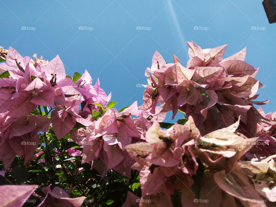 Flower, Nature, Leaf, Flora, No Person