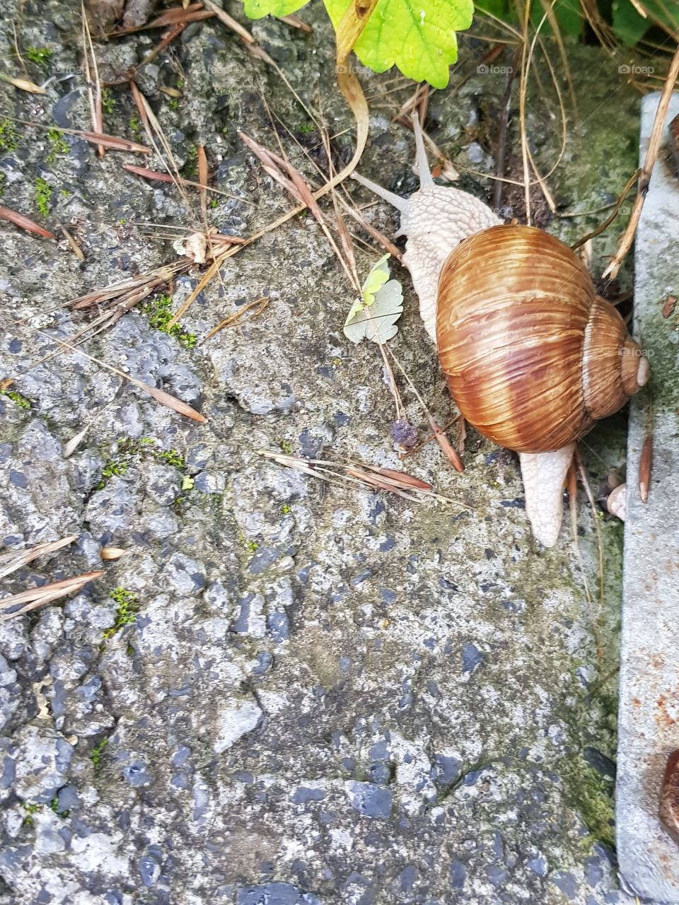 a snail on the ground