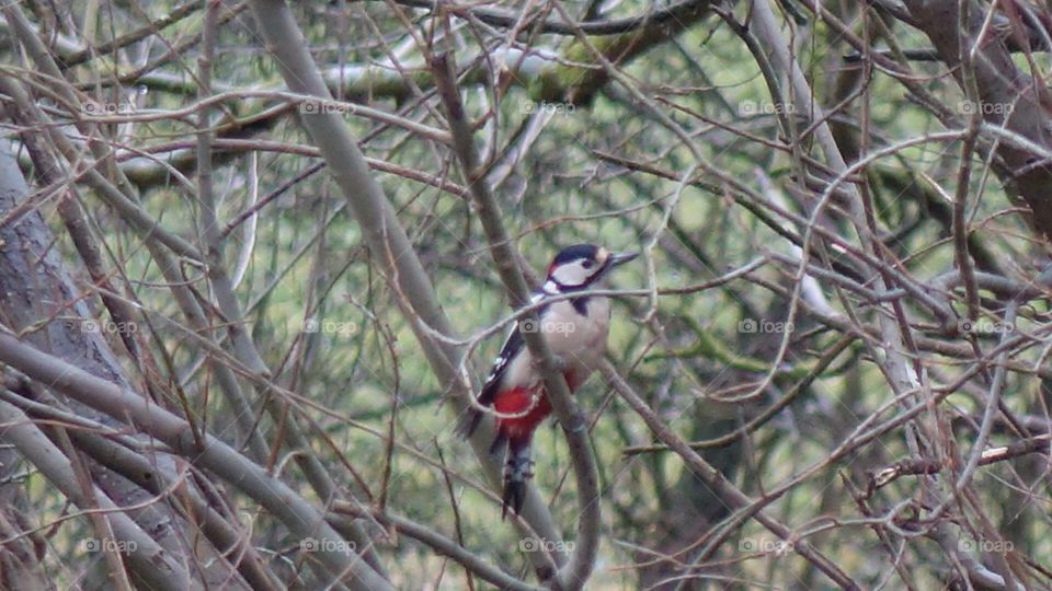 Great spotted woodpecker 