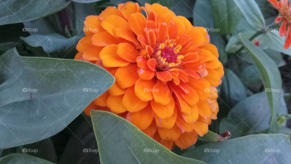 Marigold flower