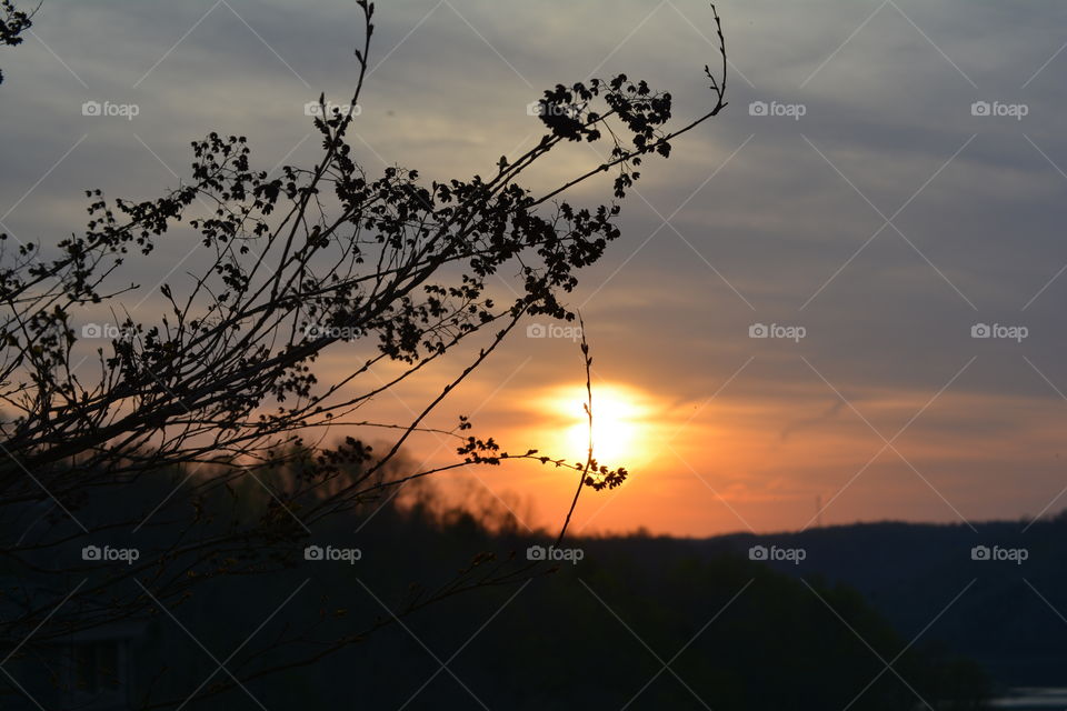 Sunset between the branches 