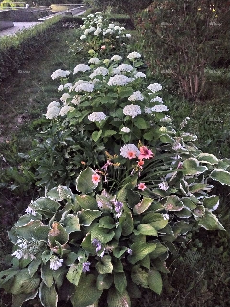 Kalanchoe is usually a disease-resistant flower, but sometimes due to improper care, it can cause adverse events, such as various diseases