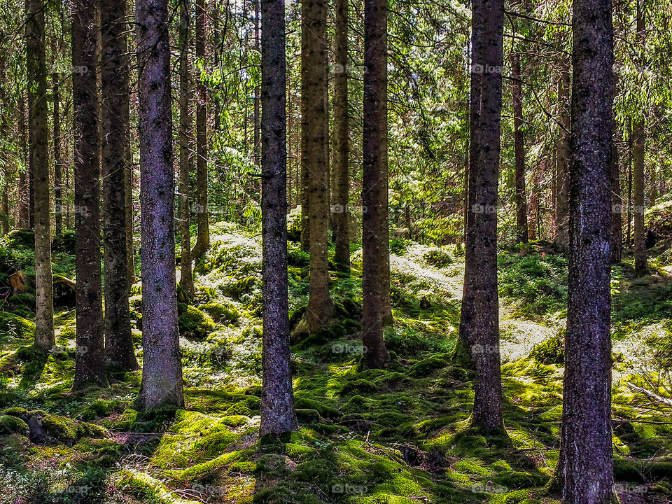 Wald in Südschweden im Gegenlicht