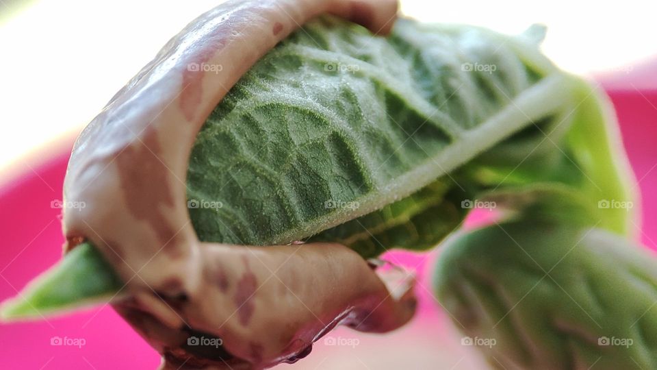 Growing bean plant