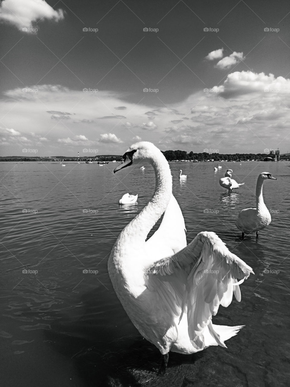 white swan with spread wings on the river with many swans in the background in white and black
