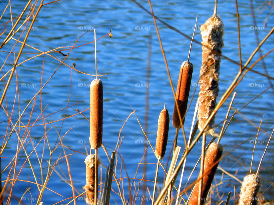 Cattails. Cattails growing on the shoreline of James River, Williamsburg, Virginia