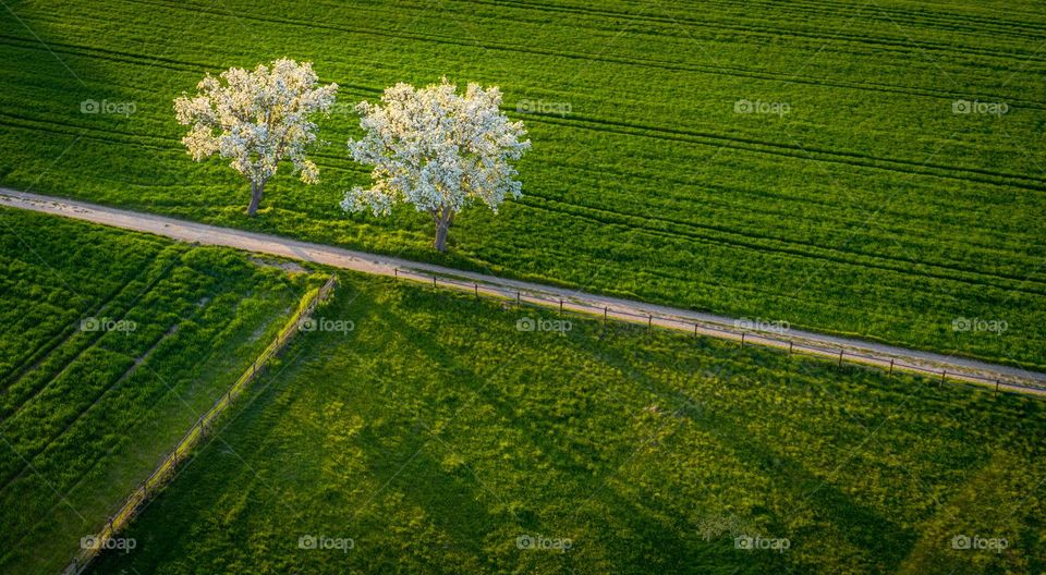 white blossoming spring trees on green meadow 