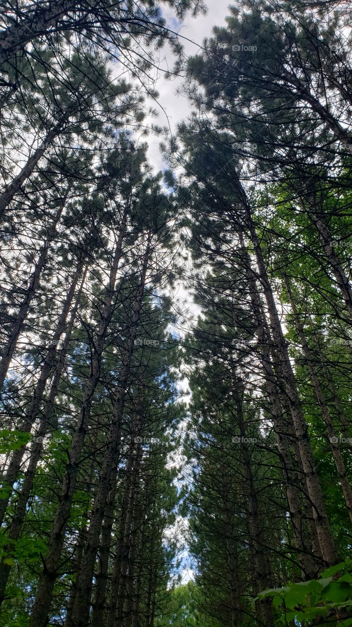 nature in the wildlife and blue aky