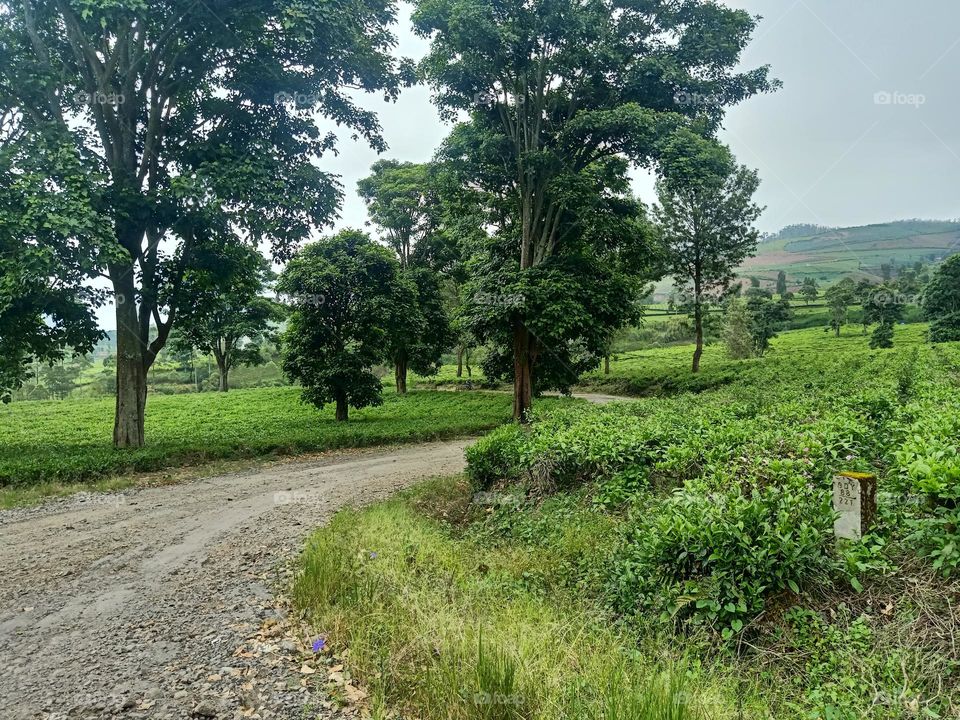 tea plantation