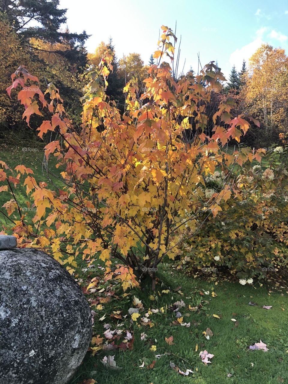 Maple tree in mom’s garden