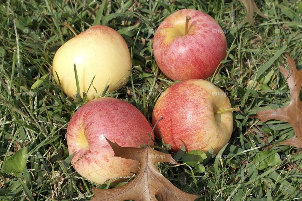 Apples on the grass 