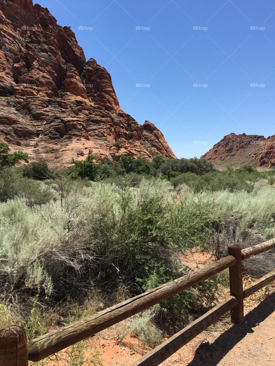 Desert Paintbrush