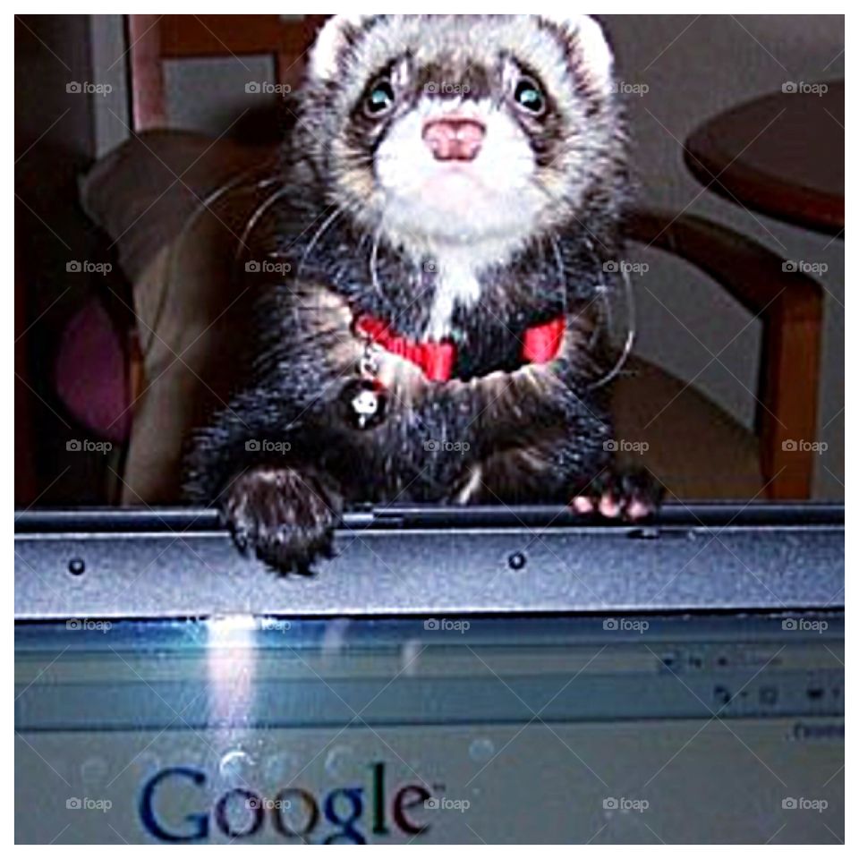 Cutest pets in the world.  Ferret leaning over top of computer screen 