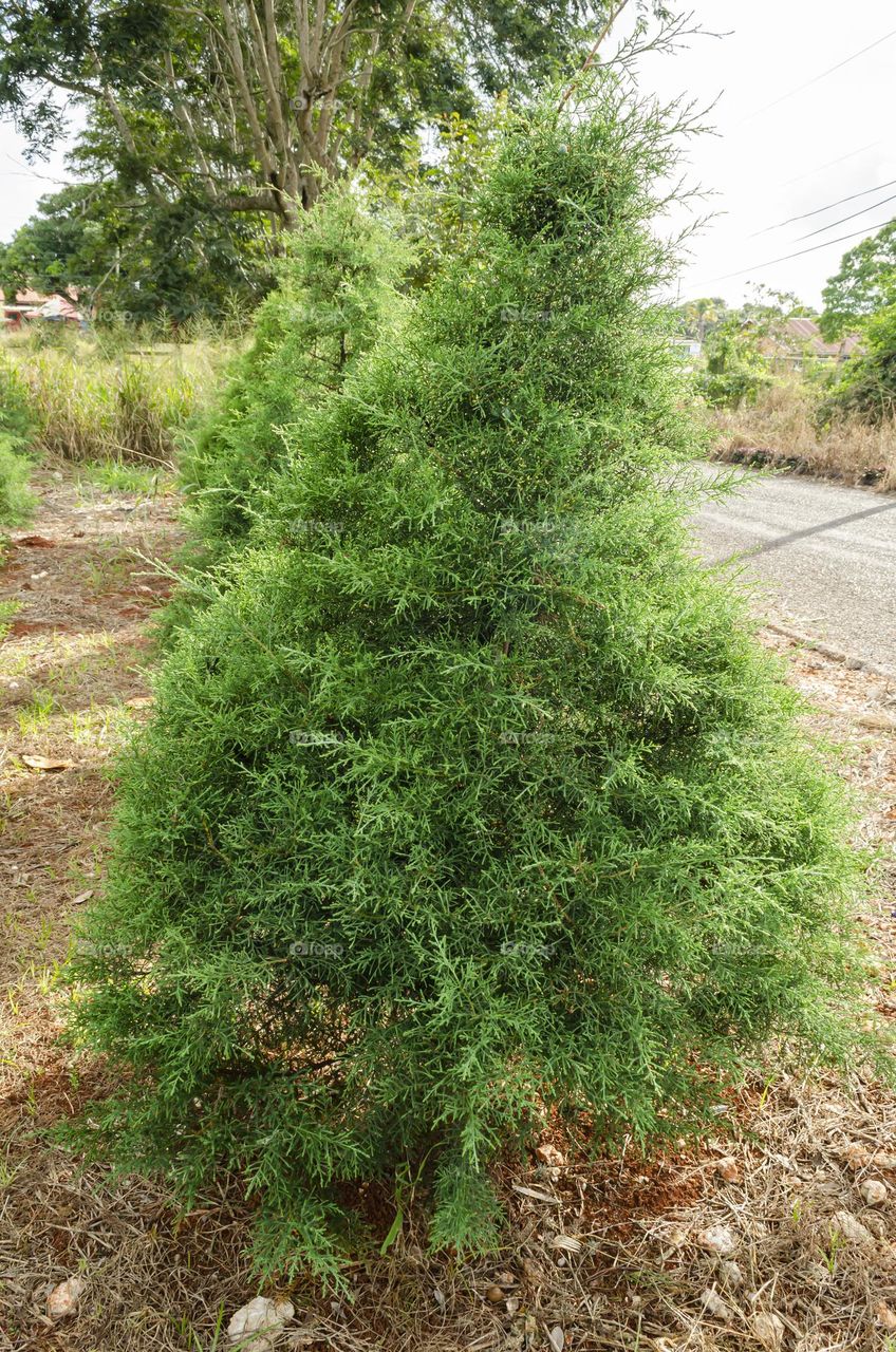 The Macrocarpa Plant Cupressus