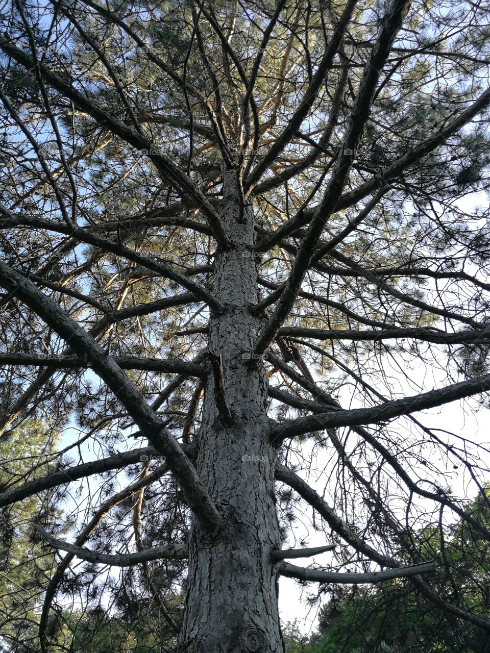 Tree crown