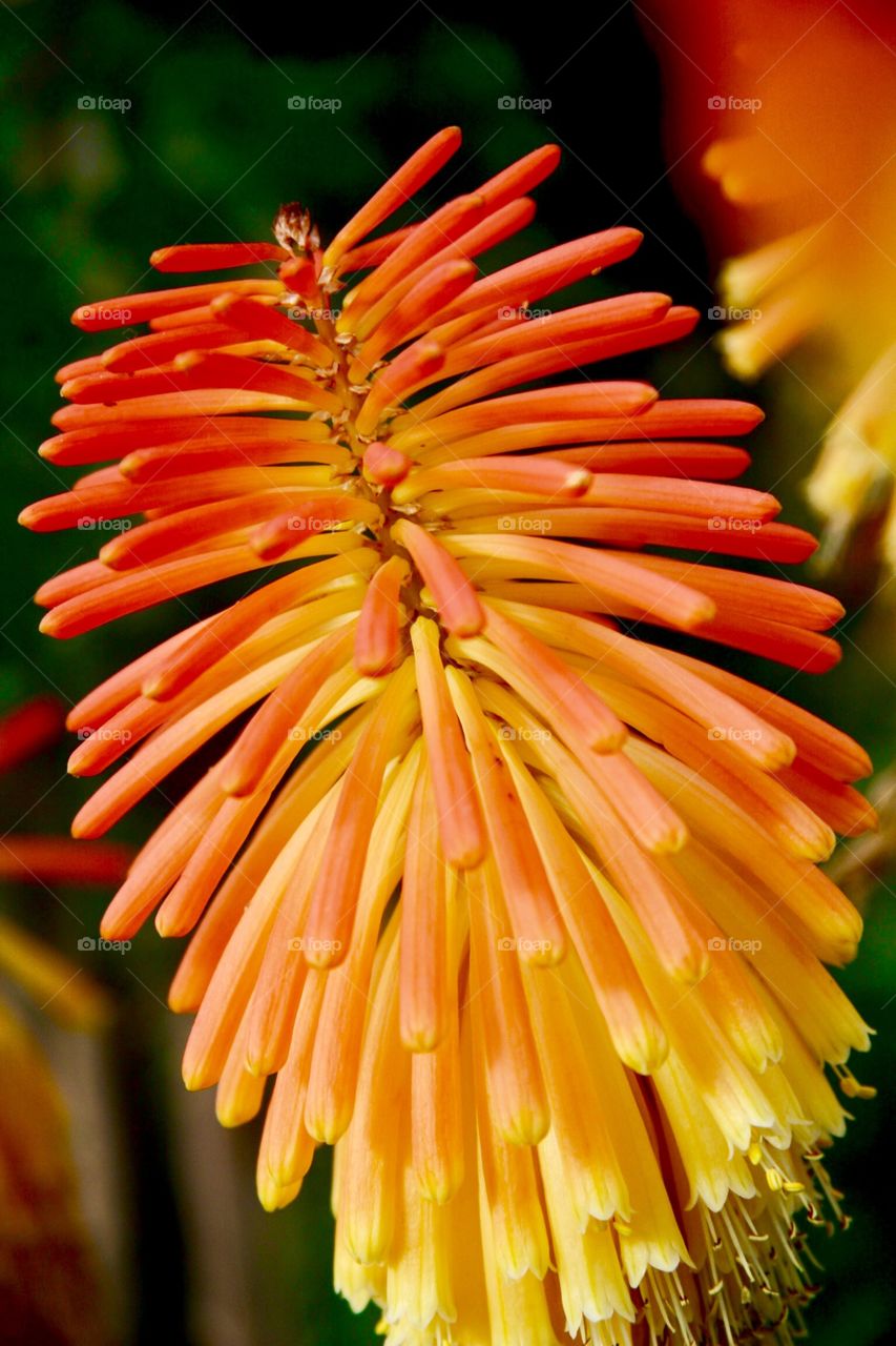 Flowers in orange 