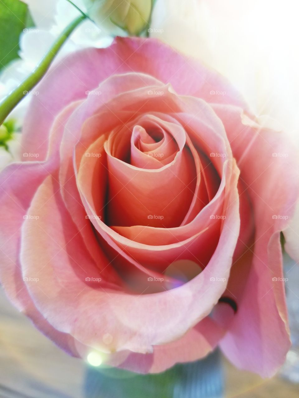 rosy rose