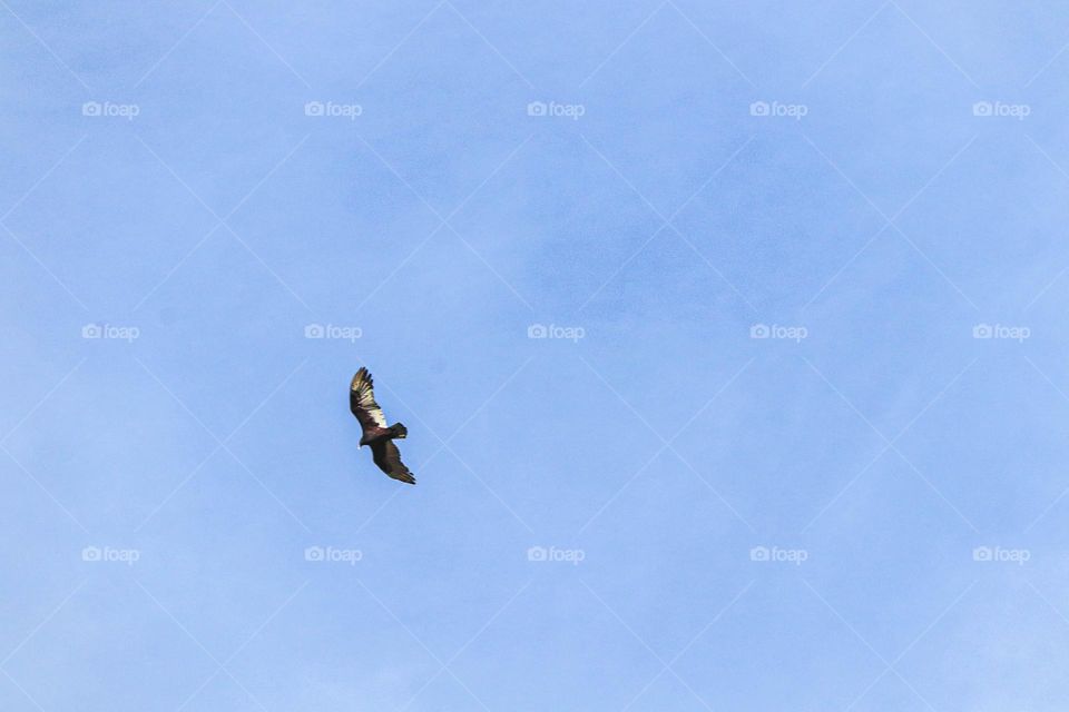 bird in the sky