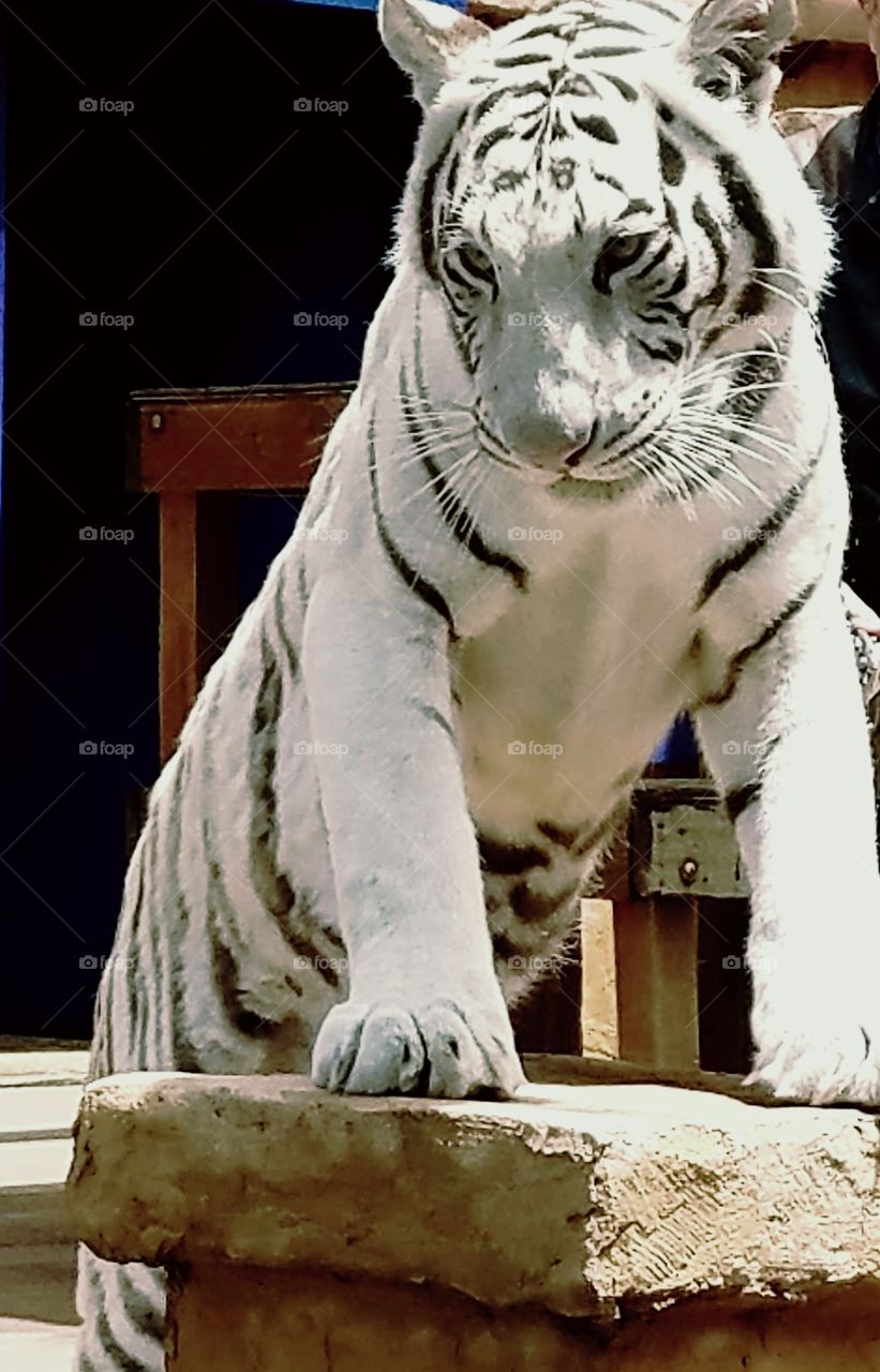 white tiger renaissance festival