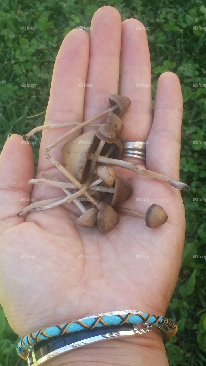 wild mushrooms