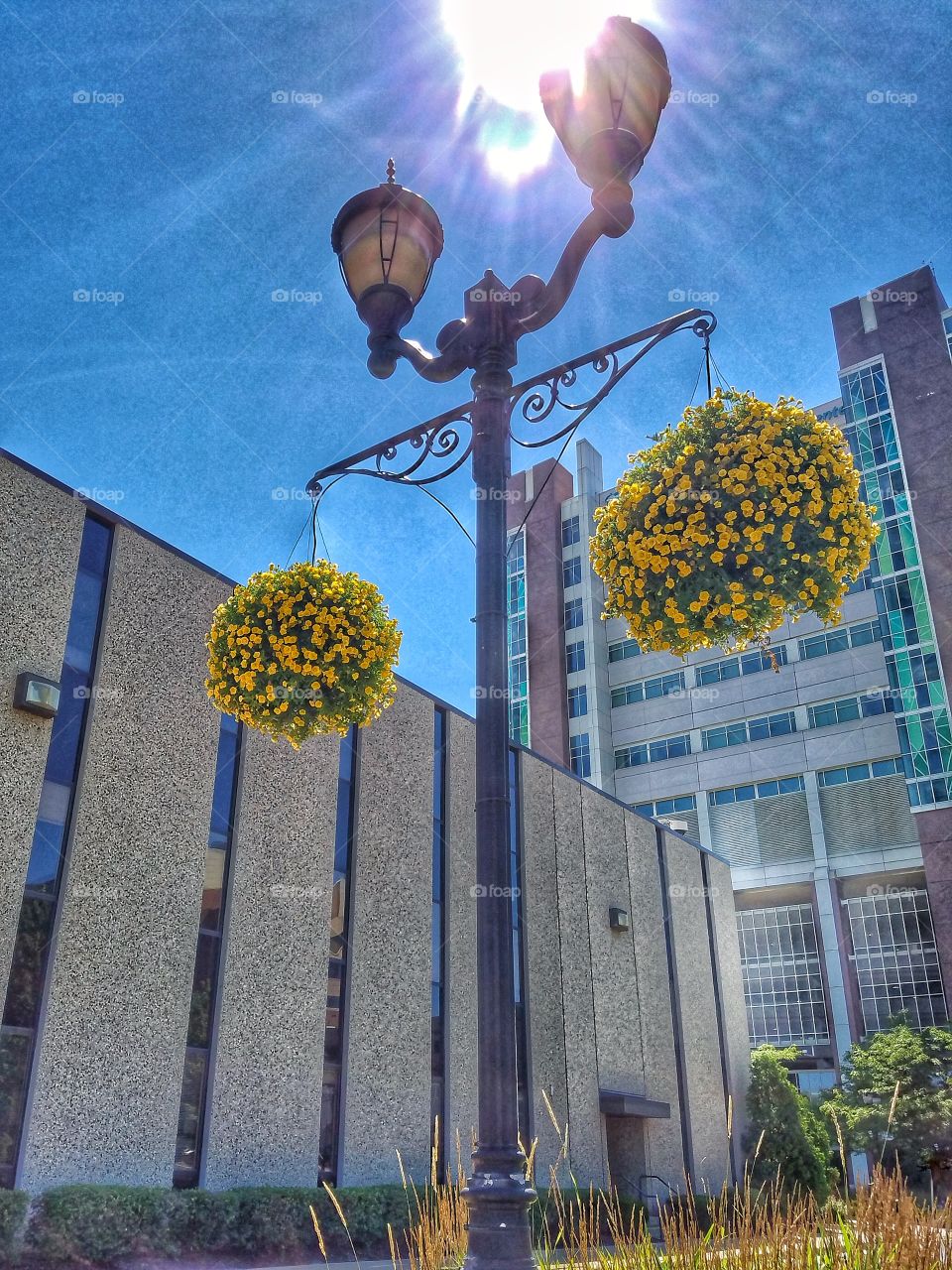 Hanging Flowers