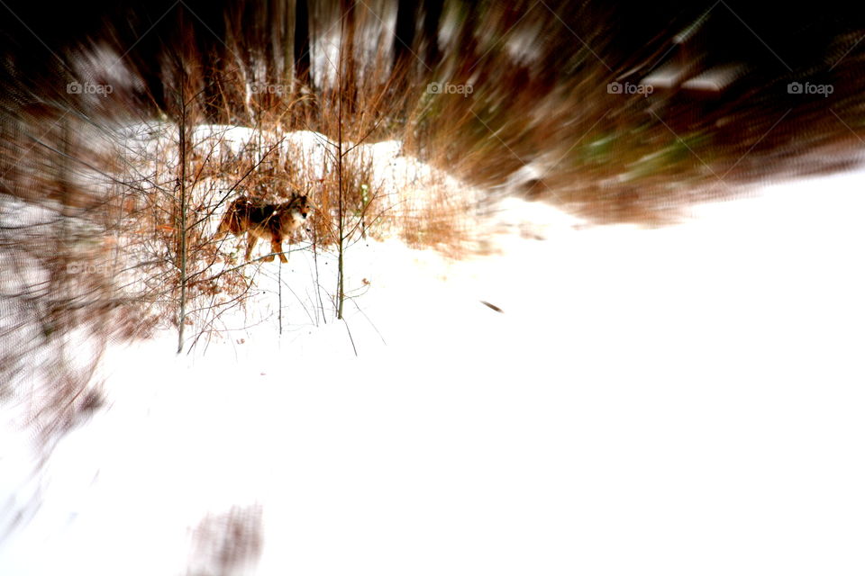 Winter in the woods. Coyote walking through the trees. 